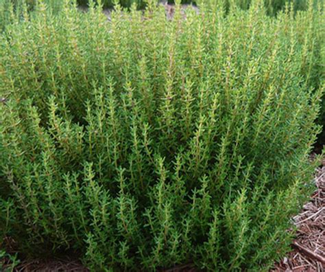 About Thyme!