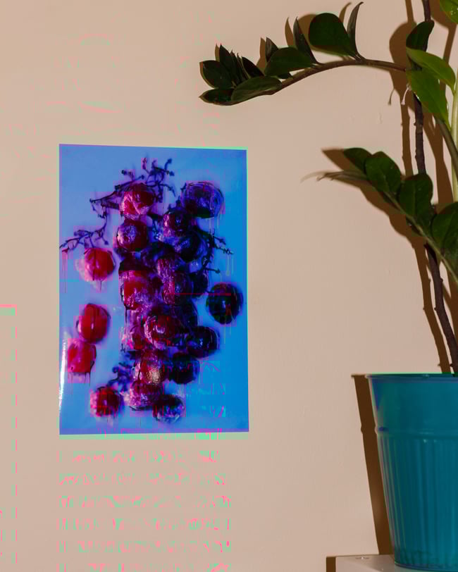 BLEEDING VINES - CORNFLOWER