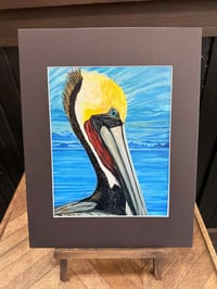 Image 1 of Brown Pelican 1
