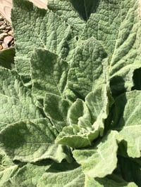Image 1 of MULLEIN