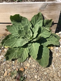 Image 2 of MULLEIN