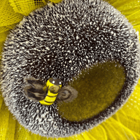Image 5 of Yellow and Burgundy Sunflower Wreath