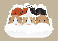 Image 4 of Guinea Pig Collection