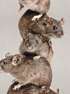 Rats - One 4 All Image 3