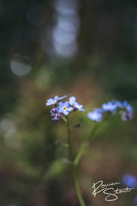 Image 2 of Woodland Forget-Me-Not