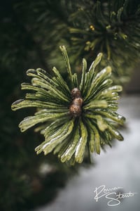 Image 2 of Icy Pine