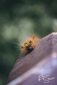 Image 2 of Silver-Spotted Tiger Moth Caterpillar