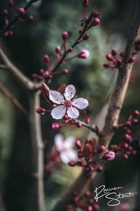 Image 2 of Cherry Plum
