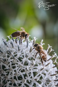 Image 2 of Bumble Bee