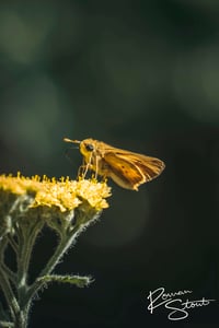 Image 2 of Fiery Skipper