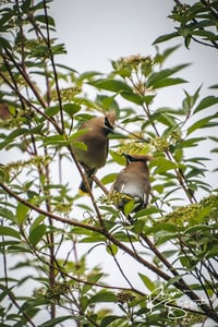Image 2 of Cedar Waxwing
