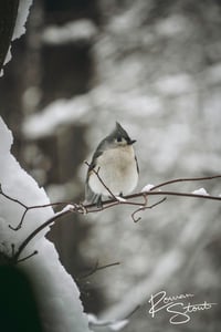 Image 2 of Tufted Titmouse