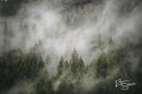 Image 2 of Forest Fog