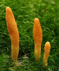 Image of Cordyceps double extraction mushroom tincture