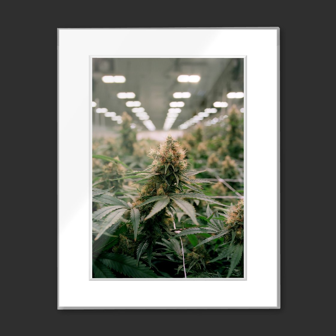 Image of Cannabis Indica by  Nick Lanehardt Read To Frame 11x14 Print