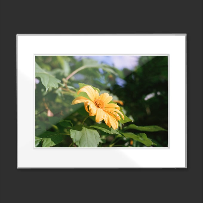 Image of Yellow Flower by Omar Santiago Ready To Frame 11x14 Print