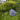 Duckbilled Cattypus - Silver 