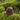Duckbilled Cattypus - Chestnut 