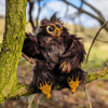 Owlbear!