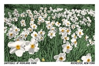Image 1 of Daffodils Postcard