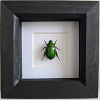 Framed - Green Scarab Beetle (RARE)