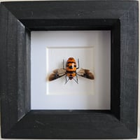 Framed - Clown-Faced Stink Bug