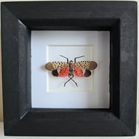 Framed - Spotted Lanterfly