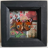 Scrapbook - Peacock Butterfly