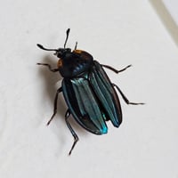Image 2 of Framed - Teal Carrion Beetle