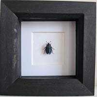 Image 1 of Framed - Teal Carrion Beetle