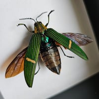 Image 2 of Deep Framed - Opulent Jewel Beetle