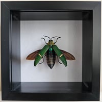 Image 1 of Deep Framed - Opulent Jewel Beetle