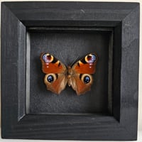 Framed - Peacock Butterfly II