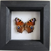 Framed - Peacock Butterfly