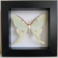 Framed - Luna Moth