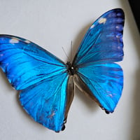 Image 2 of Framed - Blue Morpho Adonis Butterfly