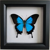 Framed - Ulysses Swallowtail Butterfly