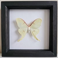 Framed - Luna Moth II