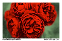 Image 1 of Maplewood Rose Garden Postcard