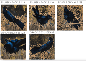 Eclipse Grackle Mounted Prints by Carly Weaver