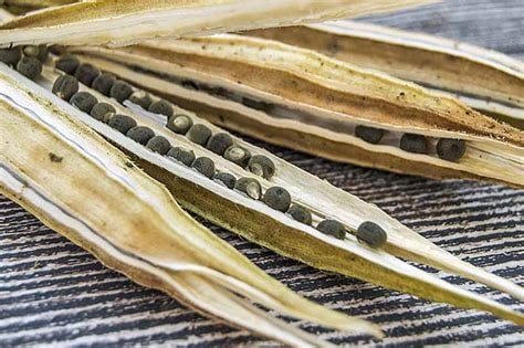 Lady Fingers! (Okra) Fruit. Hormones-Menopause-Pancreas-Diabetes-Libido-Cholesterol-Detoxer