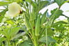 Lady Fingers! (Okra) Fruit. Hormones-Menopause-Pancreas-Diabetes-Libido-Cholesterol-Detoxer