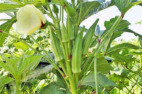 Lady Fingers! (Okra) Fruit.  Hormones-Menopause-Pancreas-Diabetes-Libido-Cholesterol-Detoxer