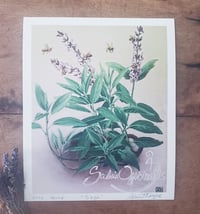 Image 4 of Botanical Art Prints