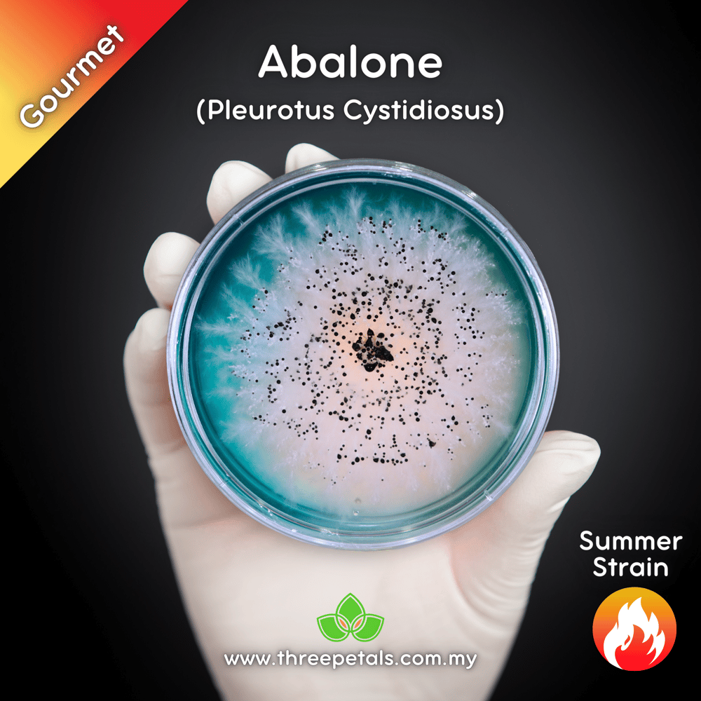 Abalone (Pleurotus Cystidiosus) Live Mycelium Mushroom Culture Spawn Seed