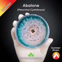 Image 1 of Abalone Oyster (Pleurotus Cystidiosus) Live Mycelium Mushroom Culture Spawn Seed