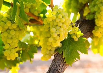 SEEDED Raisins & Grapeseed Powders. Pathogen Protection-Nerves-Cardiovascular-Veins-Circulation