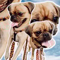 Image 3 of Boss + Boo - Spotted Cheetah / Utopia Range