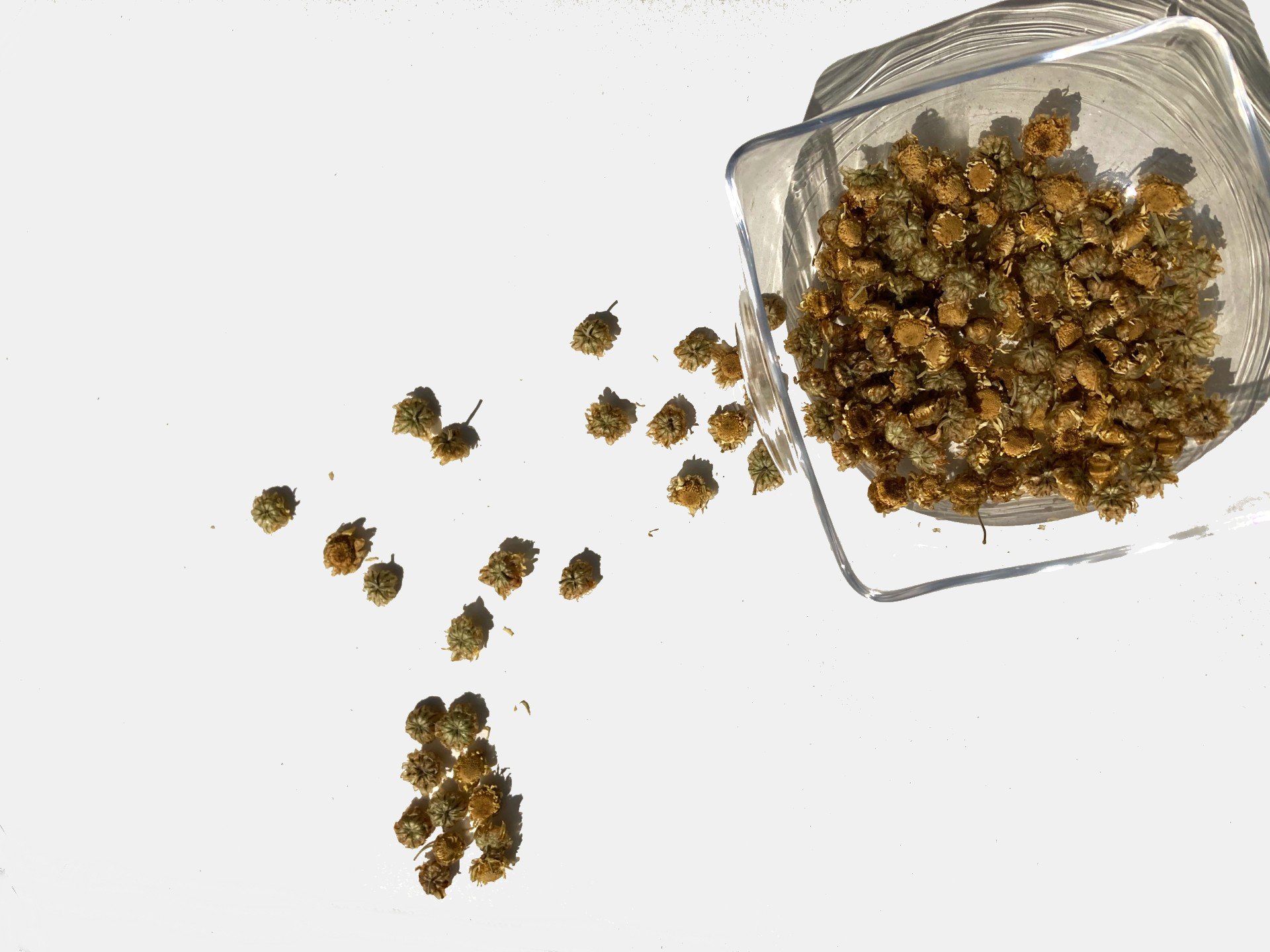 Image of CHRYSANTHEMUM / FLORAL TEA