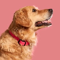 Image 1 of Collier en Biothane Rose Fluo